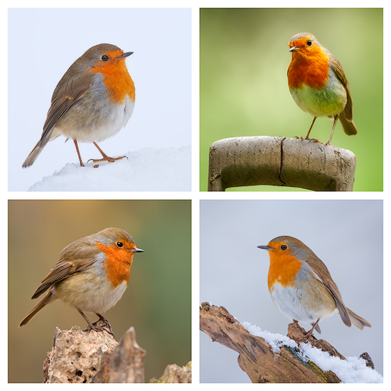 Robins - Wildlife