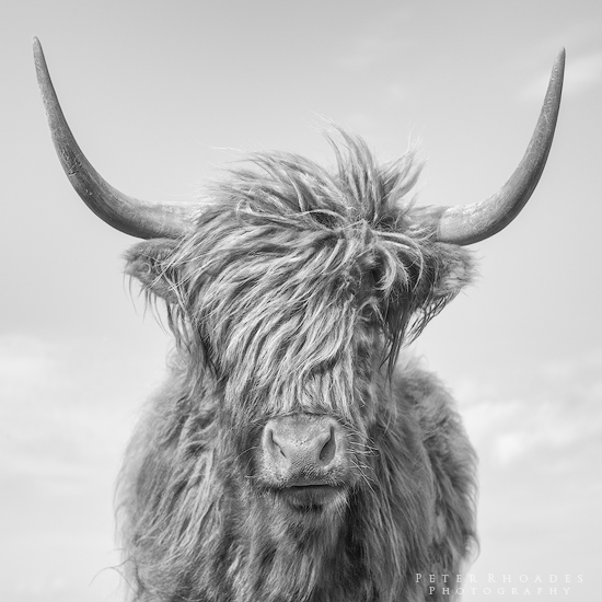 Highland Cow 02 - Highland Cows