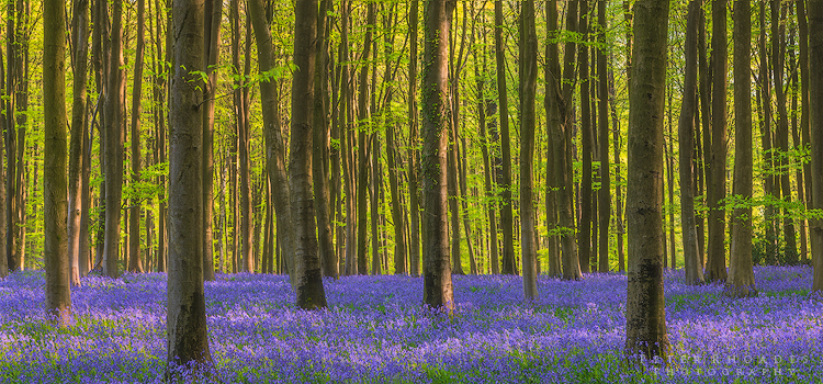 Bluebell Wood - Panoramic Landscapes