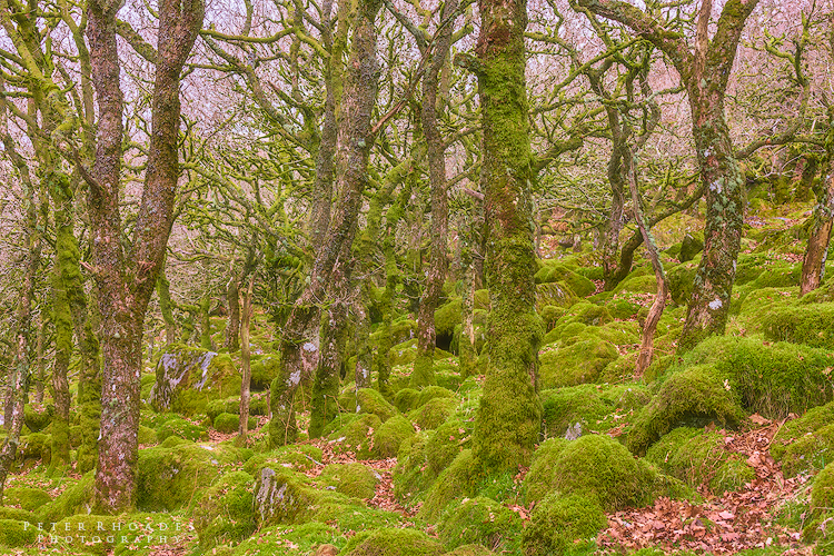 Wistmans Wood - Landscape