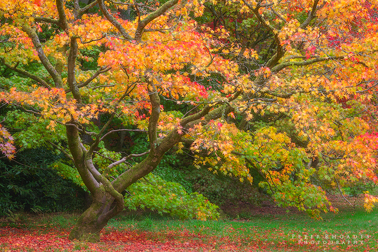 Autumn Acer - Landscape