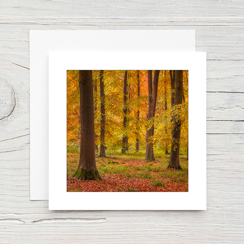Autumn Woodland - Greeting Cards