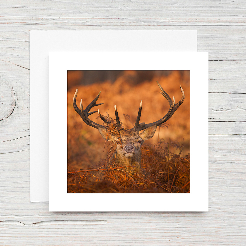 Red Deer - Greeting Cards