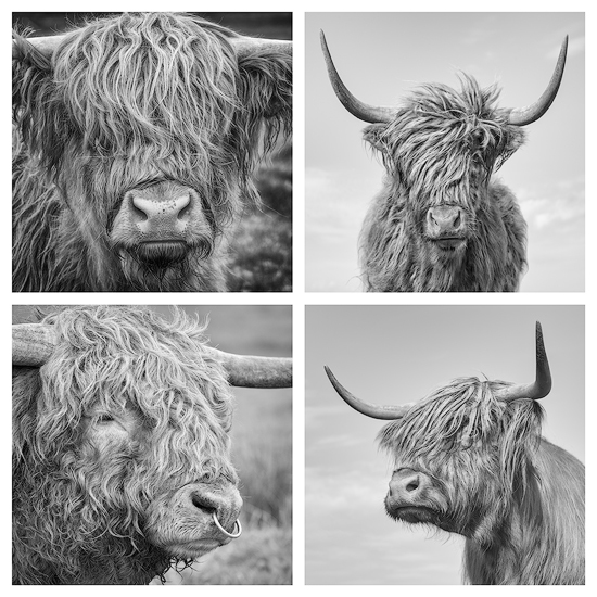 Highland Cows 07 - Highland Cows