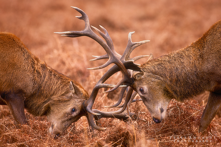 Fighting Stags - Wildlife