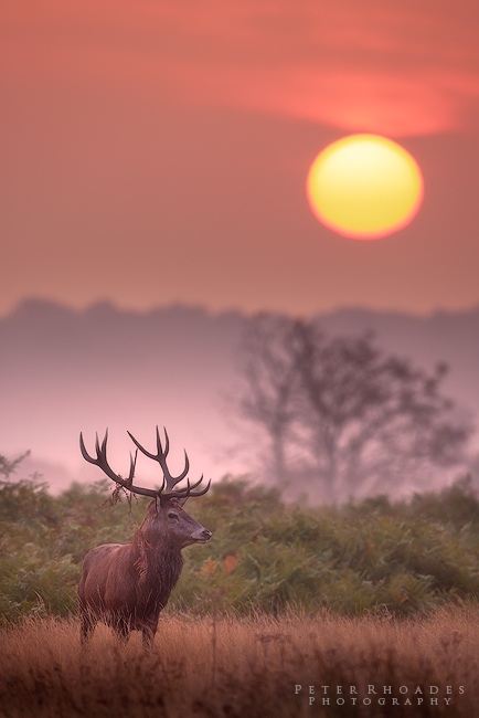 Red Deer - Wildlife