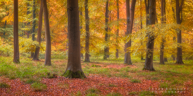 Beech Woodland - Panoramic Landscapes