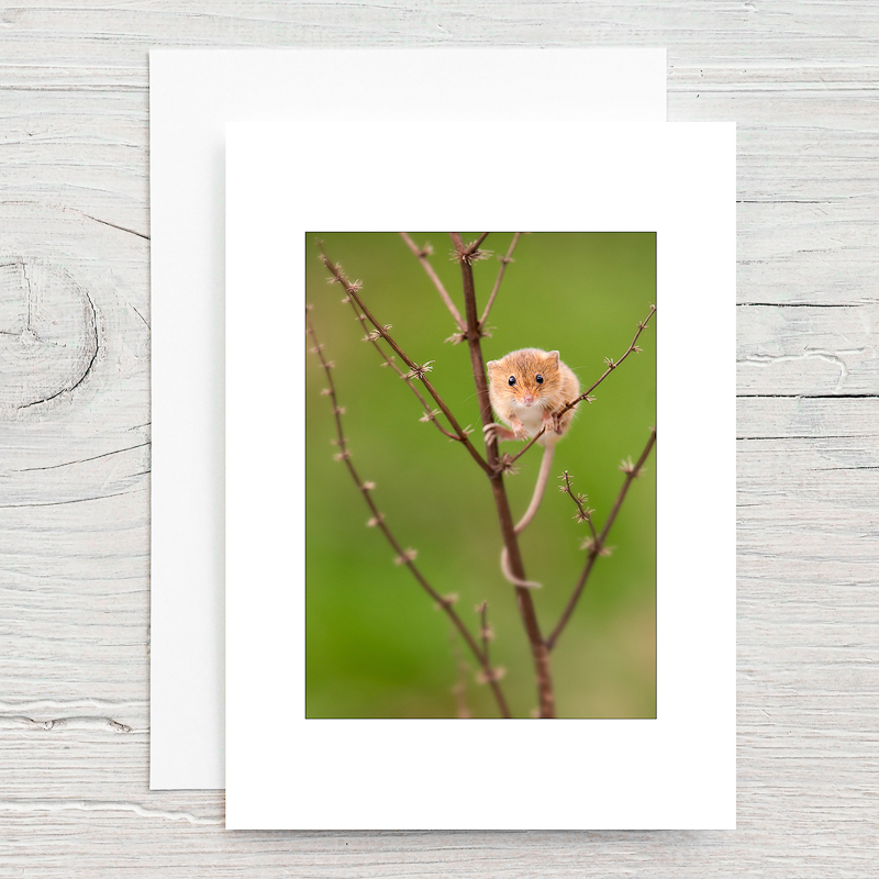 Harvest Mouse - Greeting Cards
