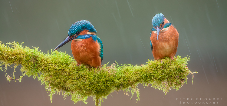 Kingfishers - Wildlife