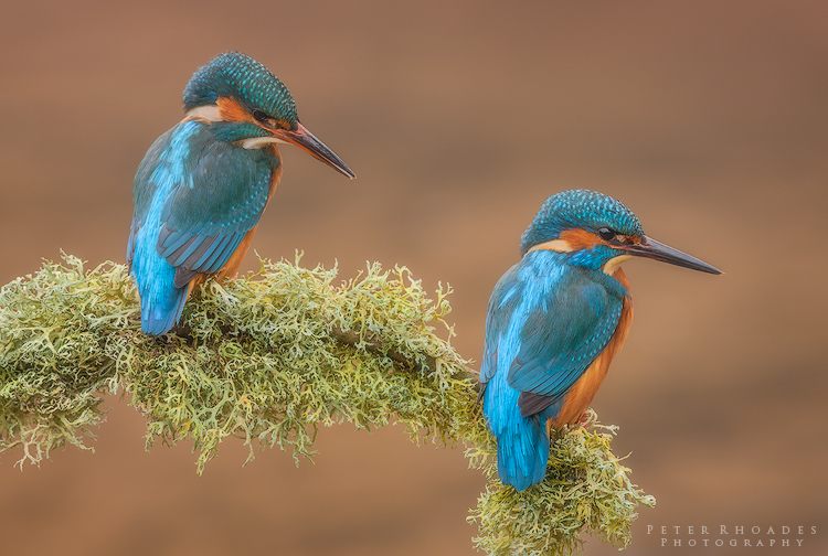 Kingfishers - Wildlife