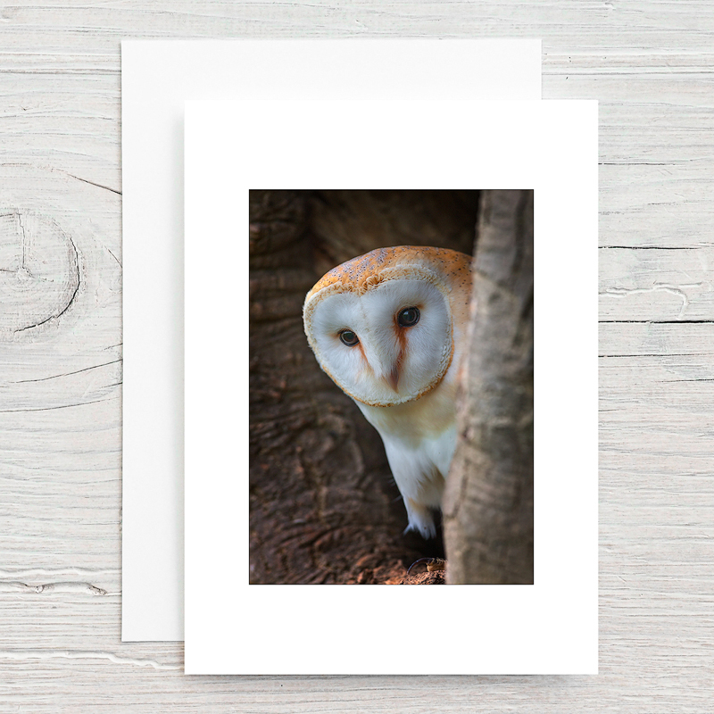 Barn Owl - Greeting Cards