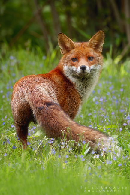 Red Fox - Wildlife