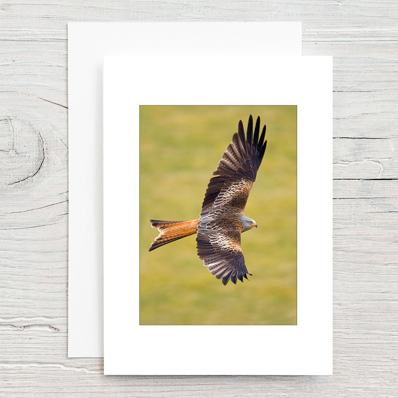 Red Kite - Greeting Cards