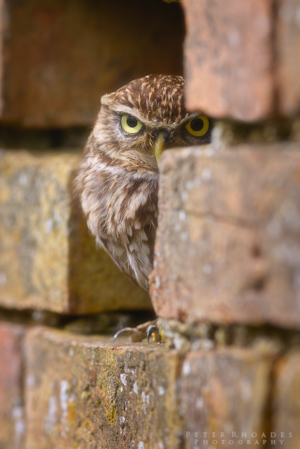 Little Owl - Wildlife