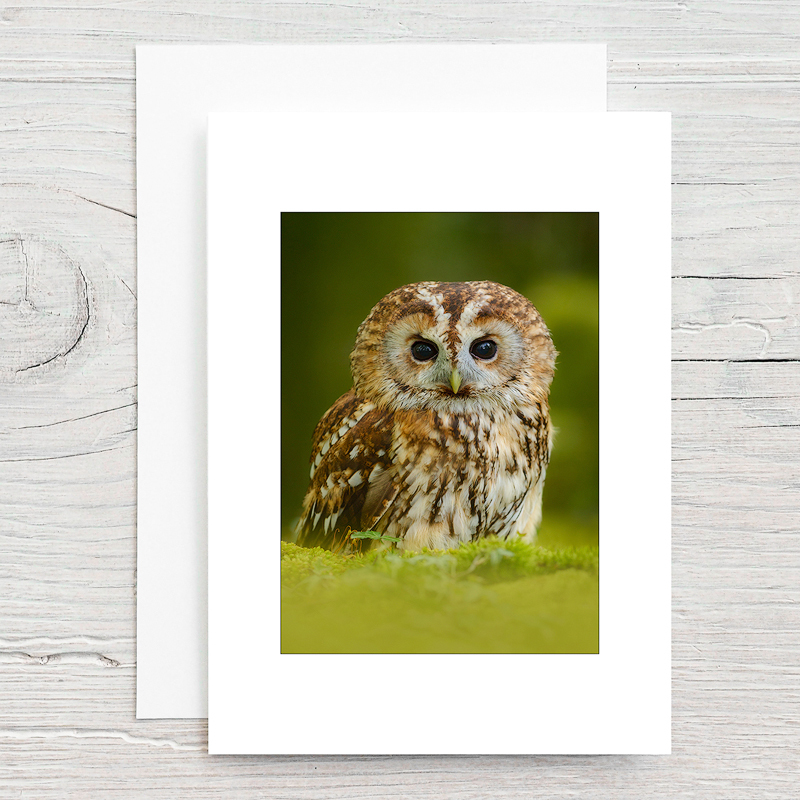 Tawny Owl - Greeting Cards