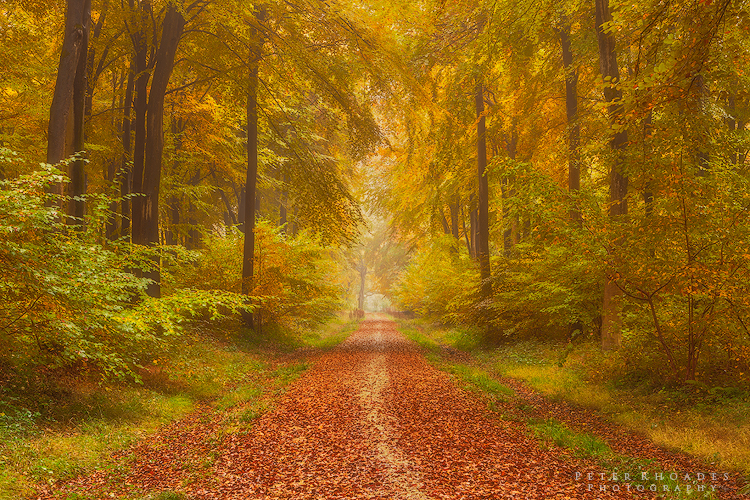 Autumn Track - Landscape
