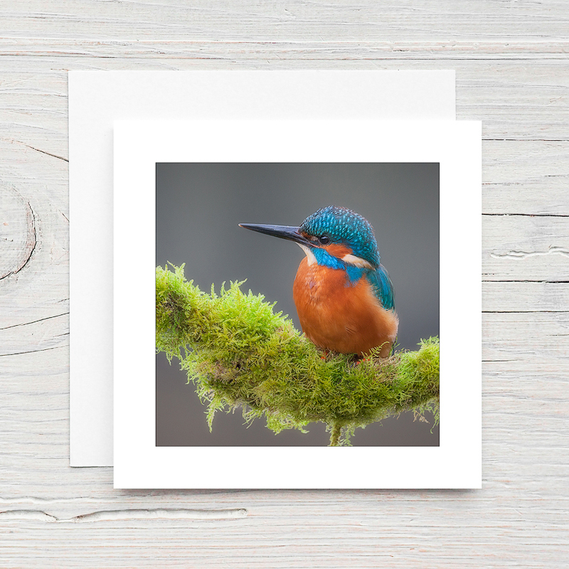 Kingfisher - Greeting Cards