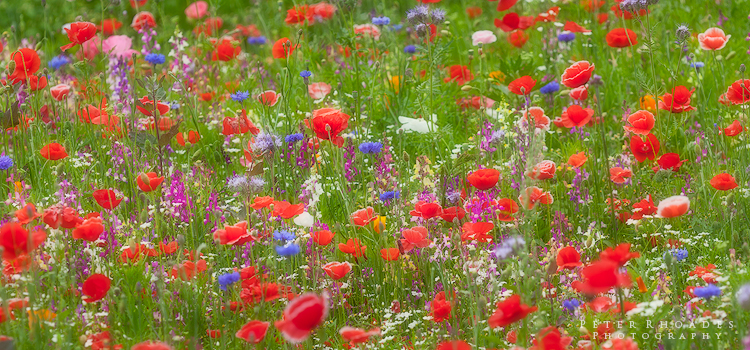 Red Poppies 2 - Panoramic Landscapes