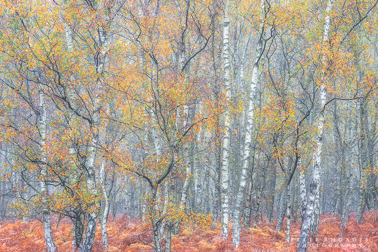 Autumn Birch - Landscape