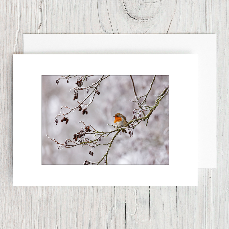 Robin - Greeting Cards