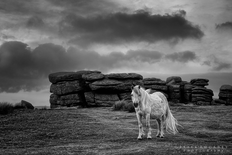 Dartmoor Pony - Landscape