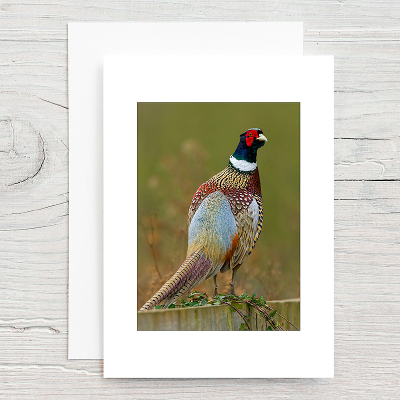 Pheasant - Greeting Cards