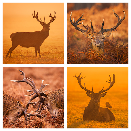 RedDeer - Wildlife