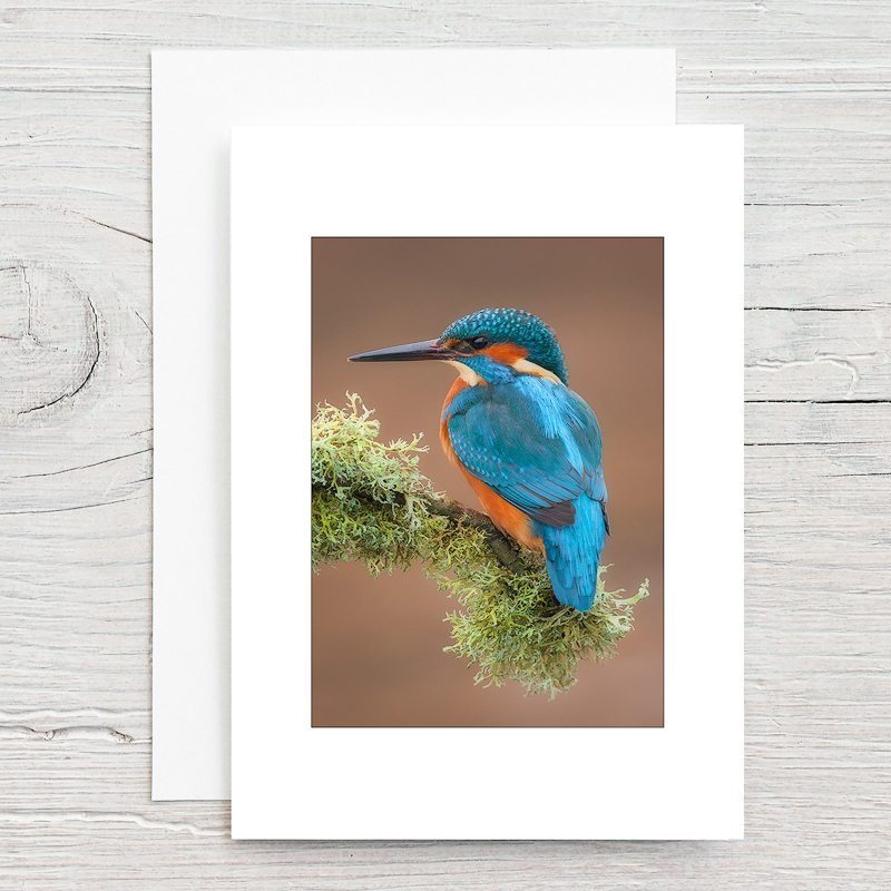 Kingfisher - Greeting Cards