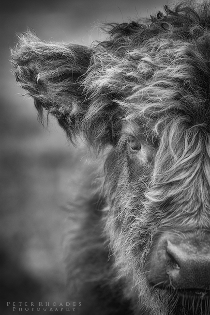 Highland Cow 010 - Highland Cows