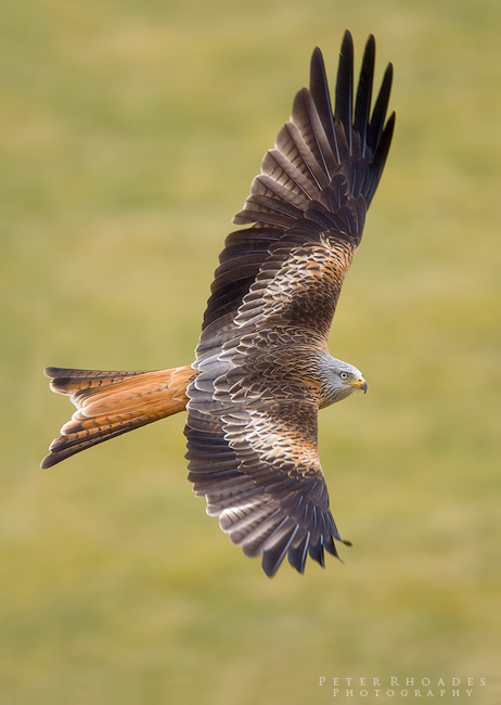 Red Kite - Wildlife