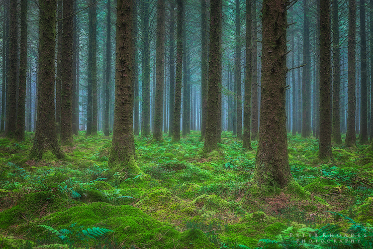 Pine Woodland - Landscape