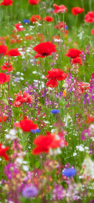 Red Poppies 4 - Panoramic Landscapes