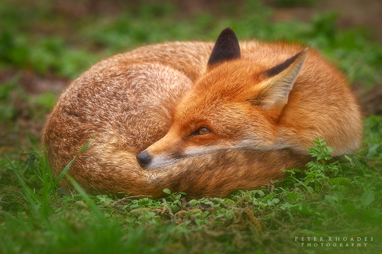 Red Fox - Wildlife