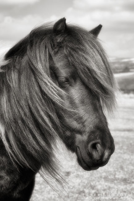 Dartmoor Pony - Wildlife