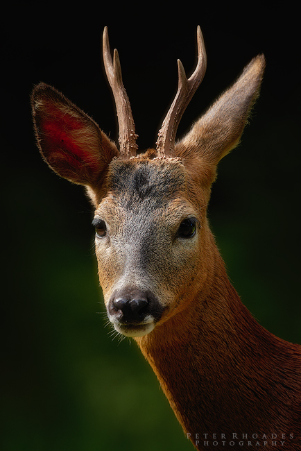 Roe Deer - Wildlife