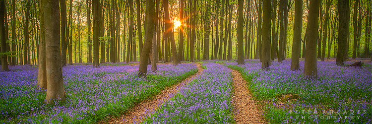 Bluebell Wood - Panoramic Landscapes