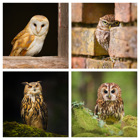 Owls - Collections