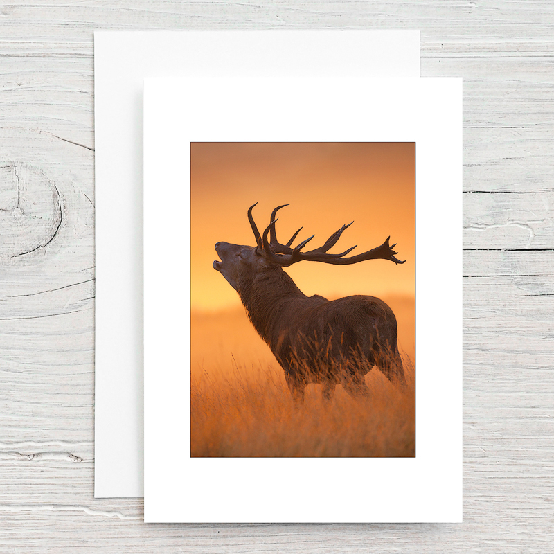 Red Deer - Greeting Cards