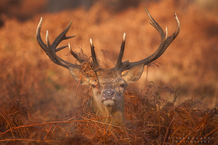 Red Deer - Wildlife