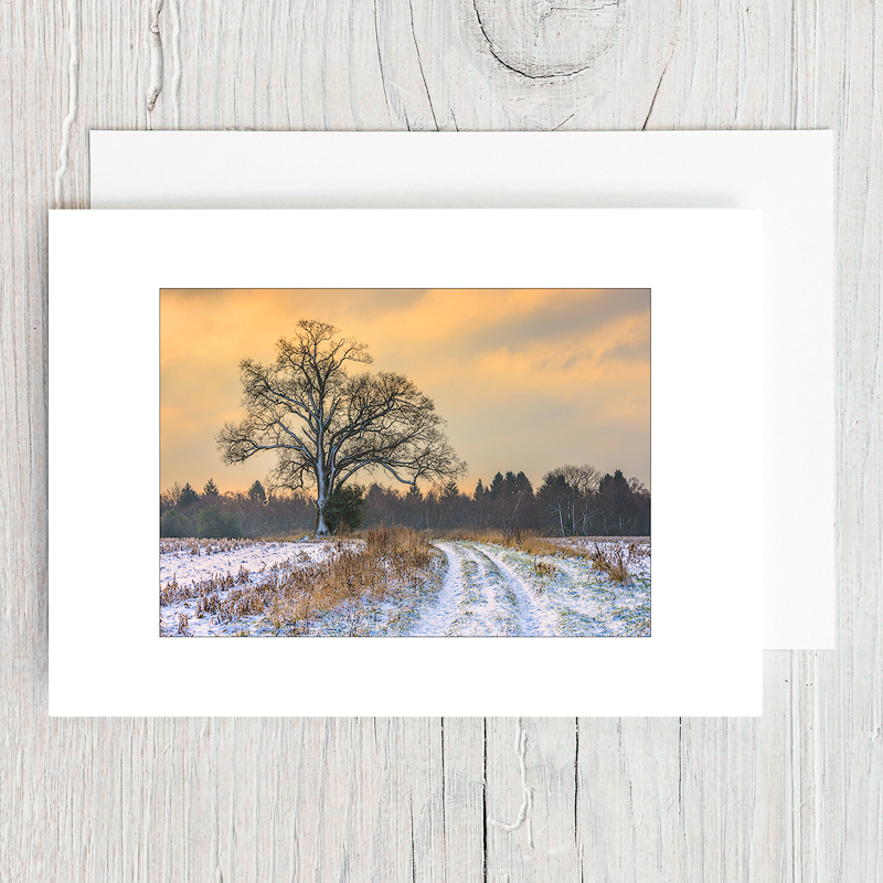 Winter Oak - Greeting Cards