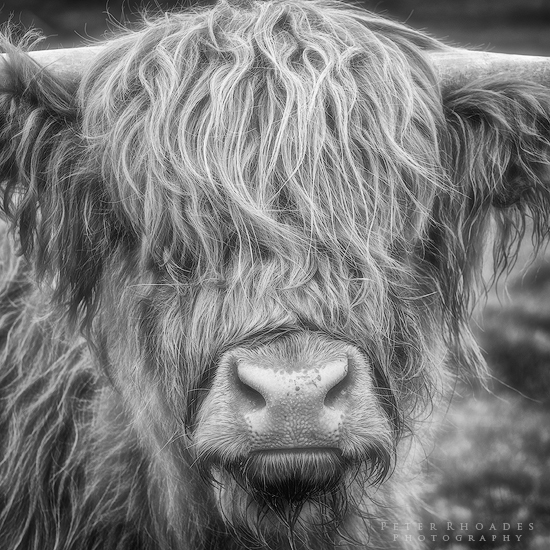 Highland Cow 01 - Highland Cows