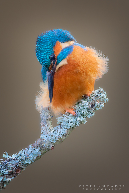 Kingfisher - Wildlife