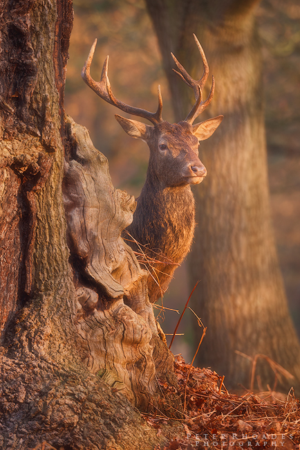 Red Deer - Wildlife