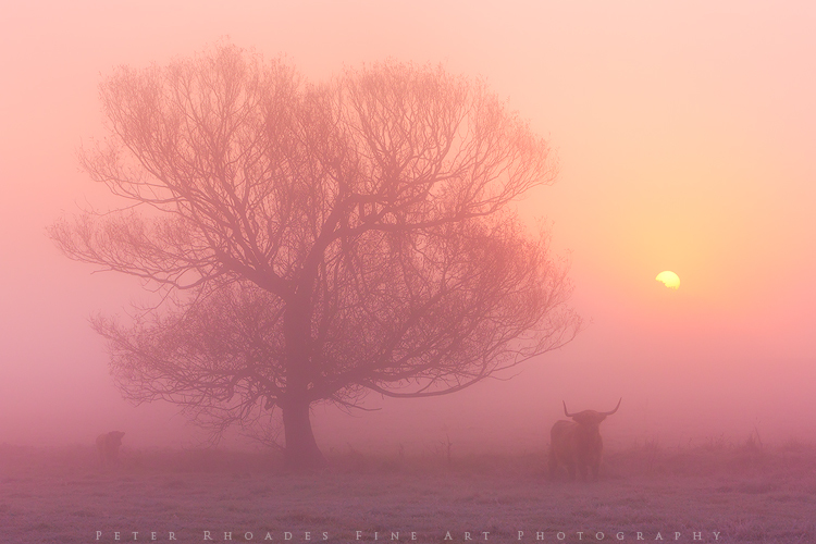 Highland-Dawn 015 - Highland Cows