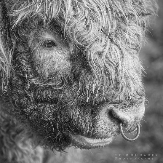 Highland Bull 04 - Highland Cows