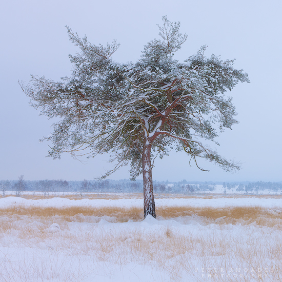 Winter Pine - Landscape