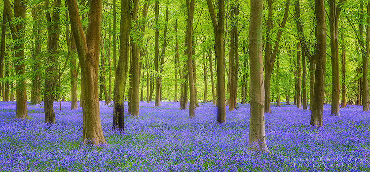 Bluebell Wood - Panoramic Landscapes