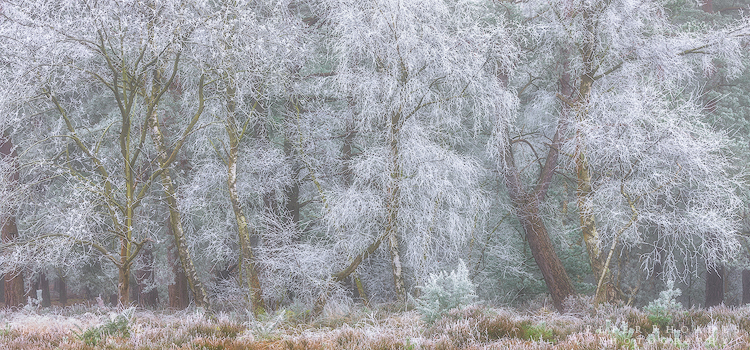 Woodland Frost - Panoramic Landscapes