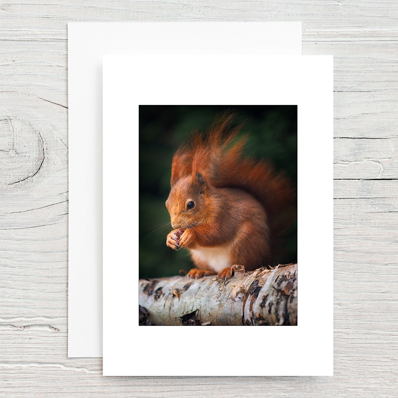 Red Squirrel - Greeting Cards