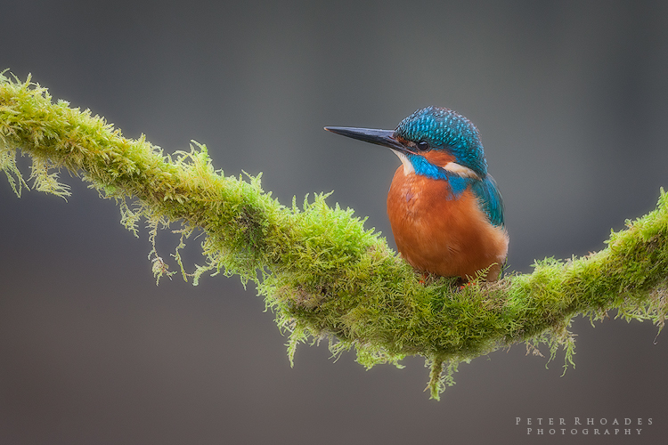 Kingfisher - Wildlife